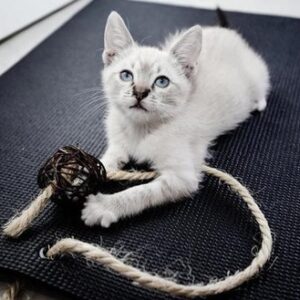 Tapis Yoga Cat
